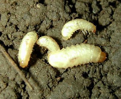 colaspis 3.jpg colaspis 3.jpg